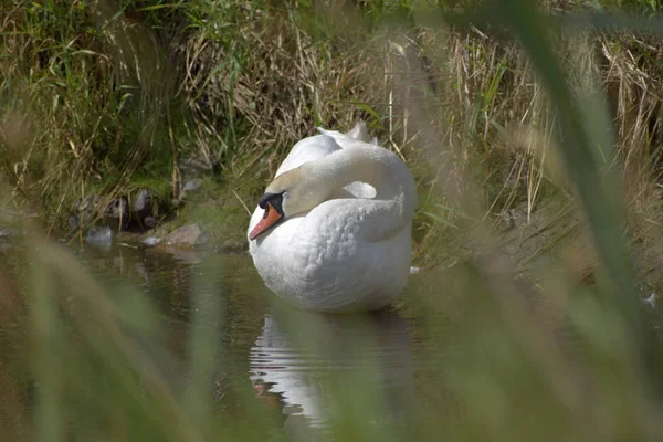 Swan szélén a tó, az előtérben elmosódott fű. — Stock Fotó