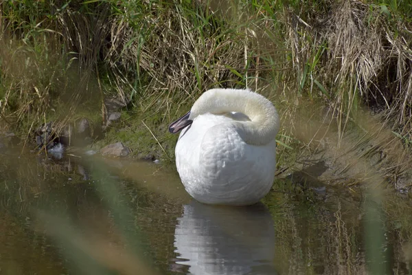 Swan on the edge of the pond, in the foreground blurred grass. — Stock Photo, Image