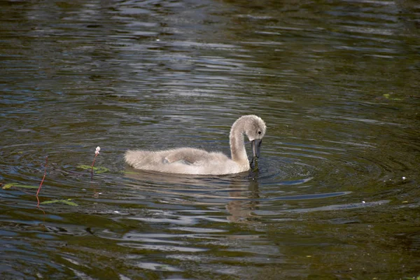 Cisnes jovens estão flutuando no lago — Fotografia de Stock