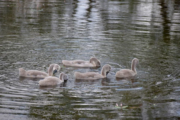 Молоді лебеді пливуть над ставком і полюють у воді . — стокове фото