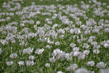 Haşhaş tarlaları ile tarım alanı.