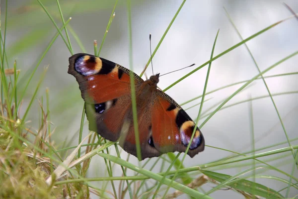 Aglais IO, motýl. Inachis IO sedí na trávě s otevřenými křídly — Stock fotografie