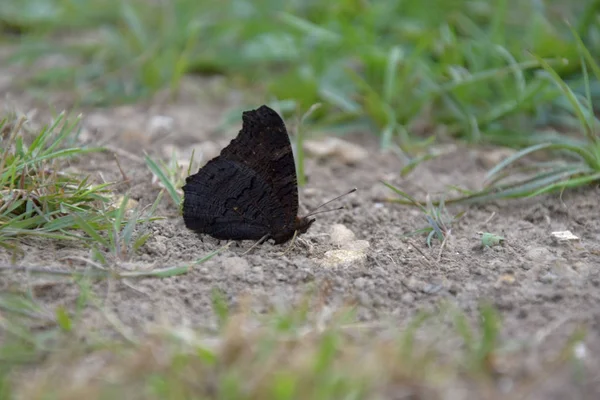 Aglais io, butterfly. Inachis io sitting on the ground with closed wings — Stock Photo, Image