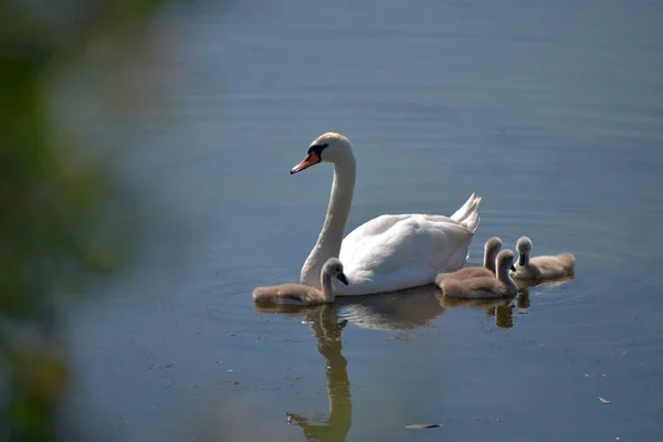 Hattyú család. Anya Swan és Baby csajok gyerekek gyerekek hattyúk. Vízen úszó madarak. — Stock Fotó