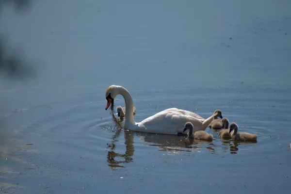 Hattyú család. Anya Swan és Baby csajok gyerekek gyerekek hattyúk. Vízen úszó madarak. Swan húz élelmiszert a vízből. — Stock Fotó