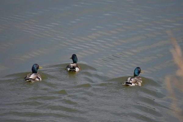 Wild ducks sail across the pond, behind them waves. — 스톡 사진