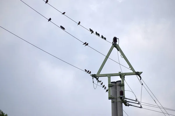 A flock of birds sitting on a power line. — Stock Photo, Image