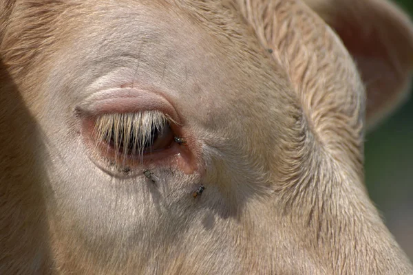 Beef cattle cows. Close-up of a cow\'s eye