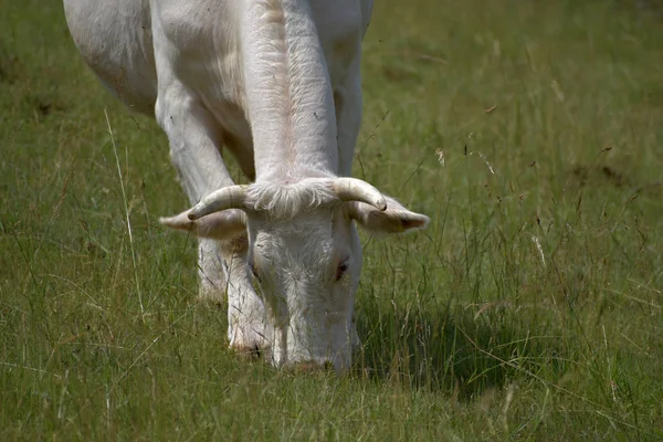 Nötkött Ko betar på ängen och äta gräs. — Stockfoto