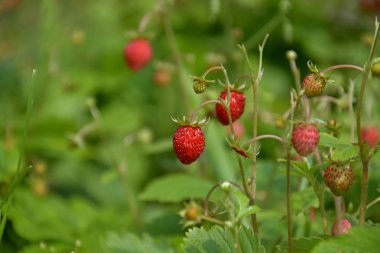 Fragaria vesca. Çilek meyvelerinin olgunlaşması.