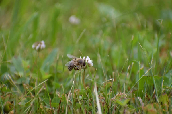 Bee collects pollen on a clover in the grass in the garden — Stock Photo, Image