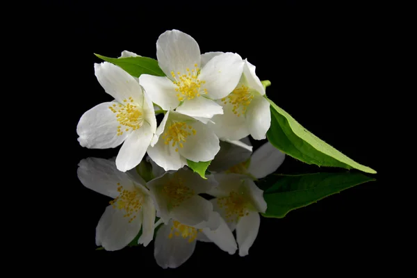 Jasminum. Siyah cam yansıması ile Yasemin çiçekleri. Siyah arka plan.
