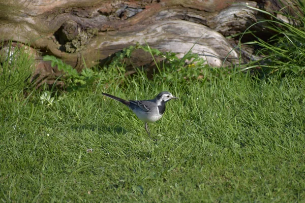 Motacilla alba. Motacilla auf Holz im Garten. — Stockfoto