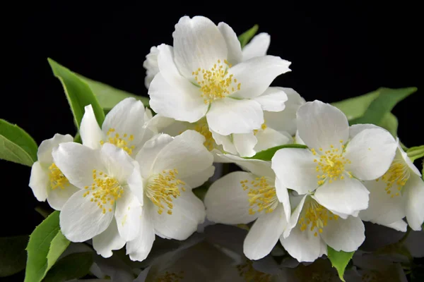 Jasminum. Jasmine flowers with reflection on black glass. Black background. Royalty Free Stock Photos