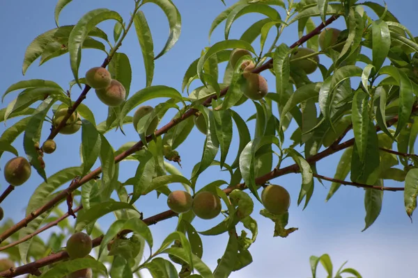 Prunus persica. Piccoli frutti che maturano pesche sui rami . — Foto Stock