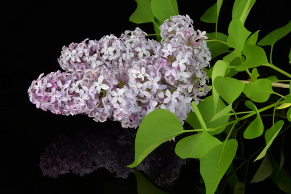 Spring branch of blossoming lilac, reflection of lilac in black glass. — Stock Photo, Image
