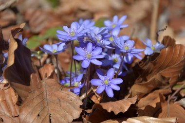 Anemon hepatica. Hepatica nobilis ilkbaharda açar, kayın yaprakları.