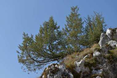 Kozalaklı çalı, mavi gökyüzü ile kayalık uçurum.