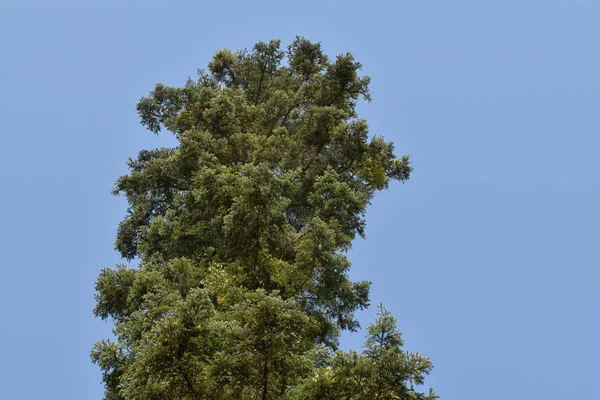 Tanne mit Misteln bedeckt, blauer Himmel. — Stockfoto