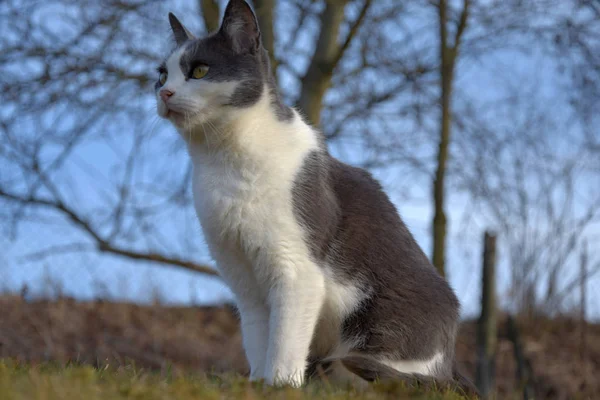 Schwarz-weiße Katze starrt in die Ferne. Detail einer Katzenfigur. — Stockfoto