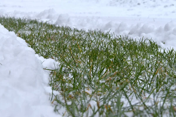 Una strada di erba verde nella neve — Foto Stock