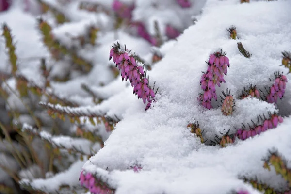 Heather. Calluna vulgaris enneigée. Calluna vulgaris recouvert de neige . — Photo