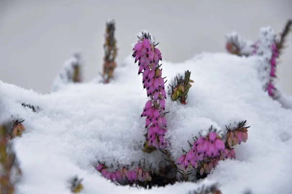 Heather. Calluna vulgaris innevata. Calluna vulgaris ricoperta di neve . — Foto Stock