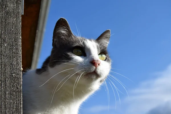 Seekor kucing hitam dan putih terlihat keluar dari balkon. Potret seekor kucing . — Stok Foto