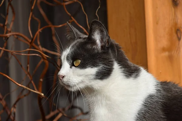 Schwarz-weiße Katze. Porträt einer Katze. — Stockfoto