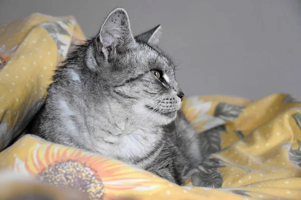 Η γάτα βρίσκεται σε ένα πουπουλένιο κρεβάτι. Γκρίζα γάτα. — Φωτογραφία Αρχείου