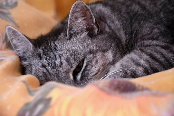 The cat lies on the duvet. Gray tabby cat. — Stock Photo, Image