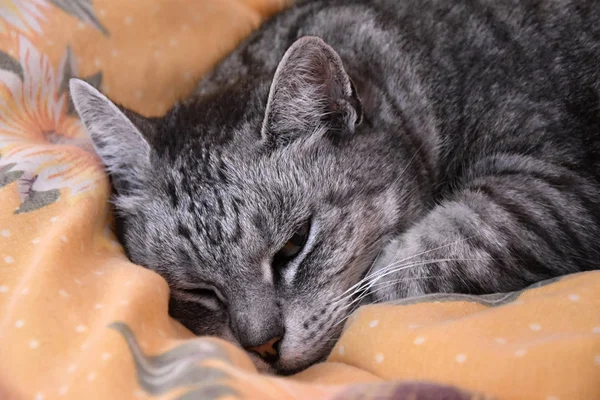 猫は羽毛布団の上に横たわっている。灰色のタビー猫. — ストック写真