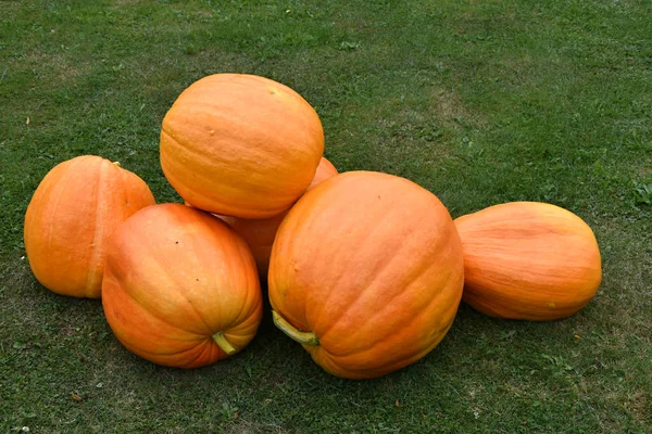 A large ripe pumpkin on a green lawn. A pile of pumpkins — Stock Photo, Image