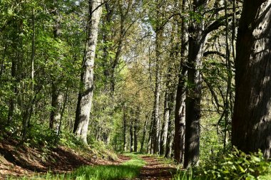 Sonbahar orman yolu. Yol çevresindeki yaprak ağaçları.
