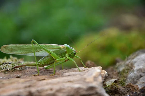 Tettigonia viridissima. Szöcske zöld a kő. — Stock Fotó