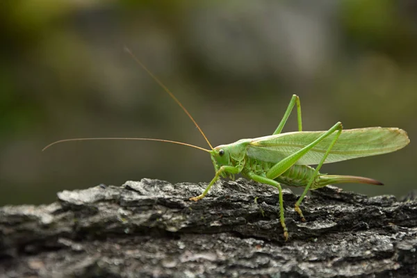 Tetficonia viridissima. Зеленый кузнечик на старой коре дерева . — стоковое фото