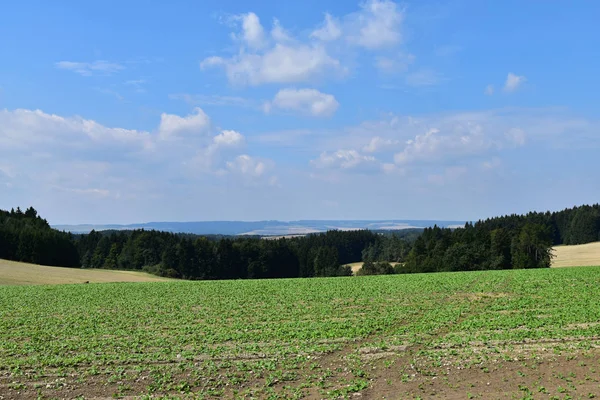 Agrarlandschaft mit Feldern und Wald. — Stockfoto