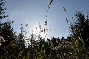 Güneş ışığında yüksek çiçek açan çimenler.
