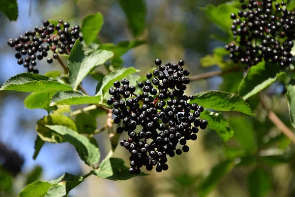Siyah mürver meyveleri (Sambucus nigra) yakın plan