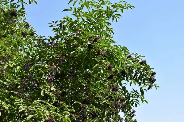 Frutti di sambuco nero (Sambucus nigra ) — Foto Stock