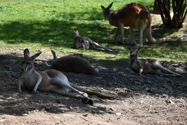 Kanguru ailesi ağacın altında dinleniyor. Macropus rufus.