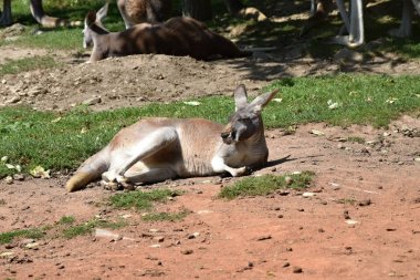 Kanguru güneşte ısınıyor. Macropus rufus
