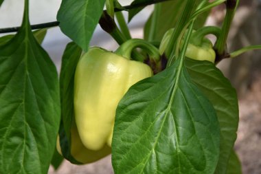 Büyük beyaz biber. Güzel meyveler