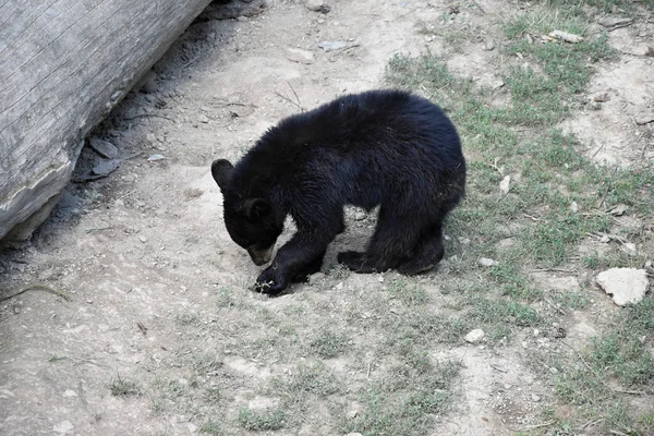 Young bear, Ursus americanus. — ストック写真