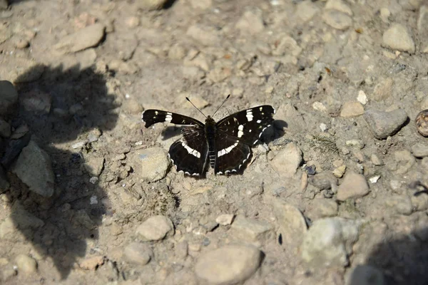 Brauner Schmetterling mit beschädigtem linken Flügel — Stockfoto