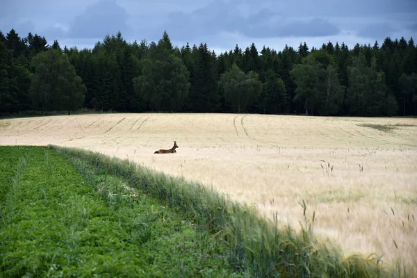 Deer in a jump in a field of grain
