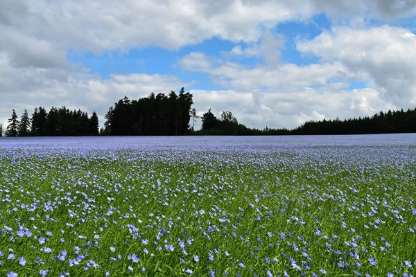 Ein großes Feld von Flachs im Wald, linum usitatissimum l. — Stockfoto