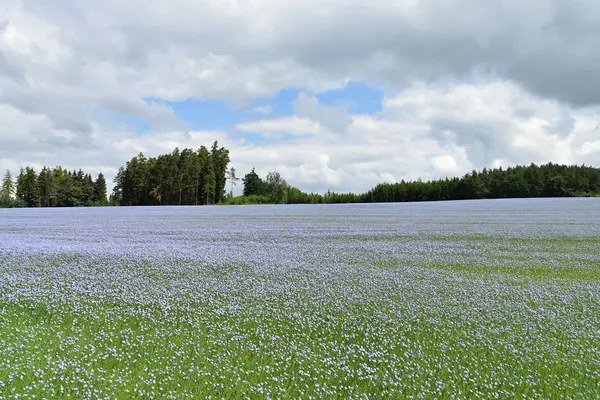 Ein großes Flachsfeld im Wald. linum usitatissimum l. — Stockfoto