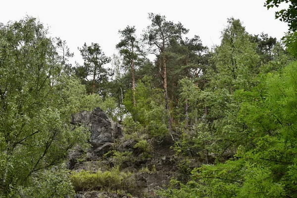 Des arbres qui poussent sur un rocher . — Photo