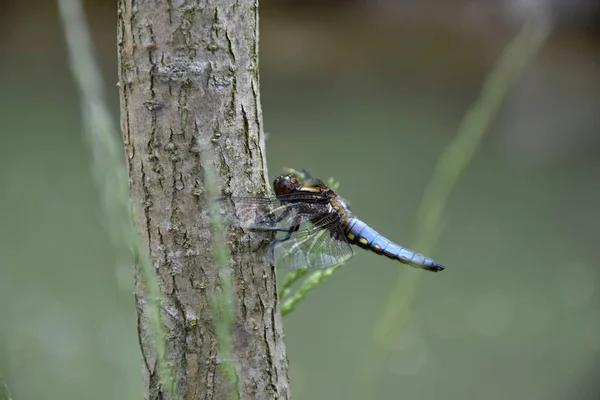 Modrý Dragonfly na stromě Vrba blízko rybníku-Odonata. — Stock fotografie